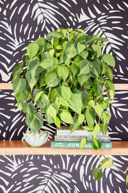 home-office-floating-shelves-plant-books