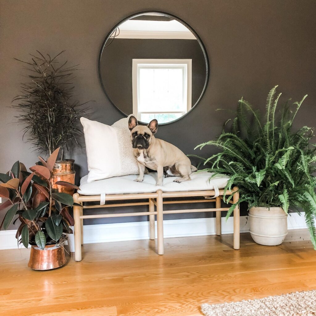 timeless interior design showcased in a beautiful entryway with a white bench and an adorable dog