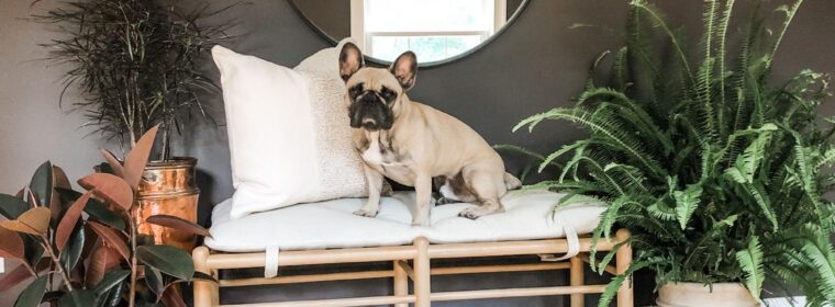 Back-to-School, Back-to-Style: Refreshing Your Home for Fall