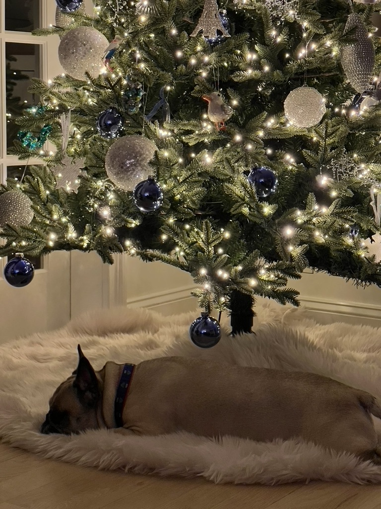 French bulldog sleeping on a cozy faux-fur rug beneath a lit Christmas tree decorated with blue and silver ornaments.